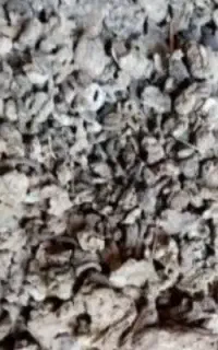 کود کبوتر خالص