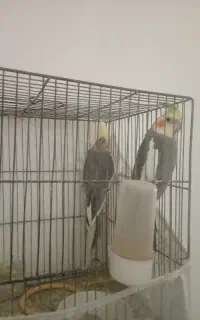 عروس هلندی