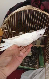 عروس دونه خور سرلاکی