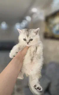 اسکاتیش سیلورگلد