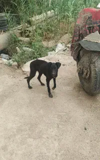 سگ مهربان  و خوش خواب
