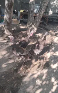 بوقلمو