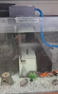اکواریم و لوازم و ماهی معاوضه با پرنده