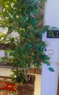 درختچه خیلی زیبا و‌شکیل