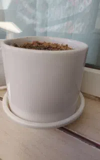 گلدان