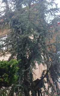 درختچه آتلانتیک وفونیکس