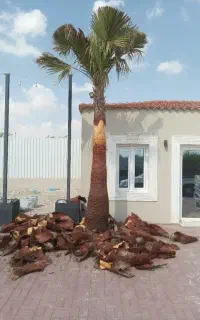 نخل