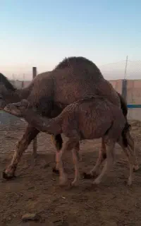 نیازمند چوپان برای شتر