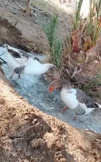 سلام دوتا غاز نر و ماده