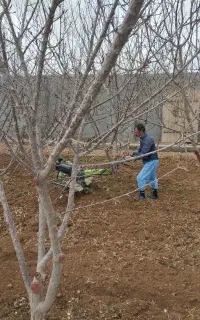 تیلر زنی باغات و سم پاشی با چندین سال سابقه