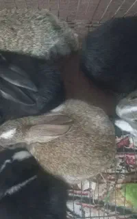 خرگوش دونه۳۰۰