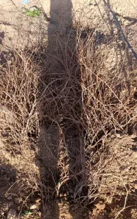 تاک پیکامی ریشه لخت