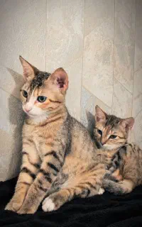 واگذاری گربه