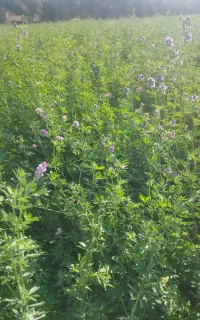 فروش بذر یونجه ماکسا درجه یک