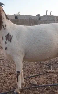 نزار چاق چاق