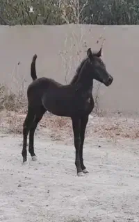 کره اسب هشت ماهه