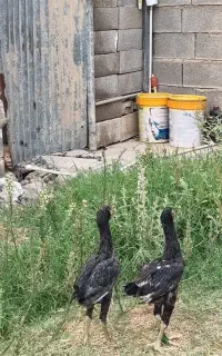 دو تا جوجه خروس لاری اصیل