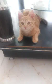 گربه فروشی ۴ماهه زبل وباهوش