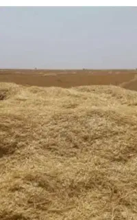 کاه گندم آبی