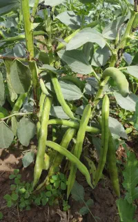 باقلا سبز ۲ هکتار سرپا تناژ بالا