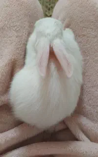 خرگوش