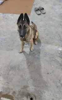 سگ گمشده