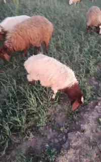 ۷۰ راس مال درجه یک شیشک