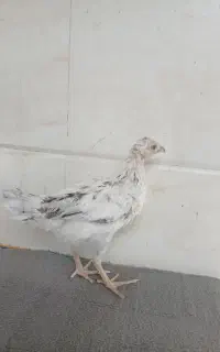 جوجه