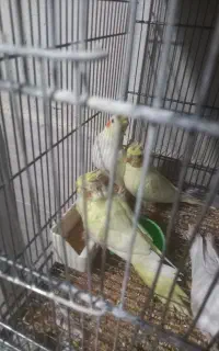 فروش طوطی عروس هلندی