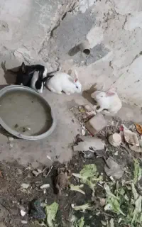 خرگوش