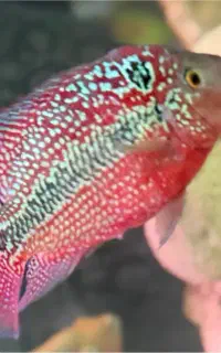 فلاور رد بیس کامفا