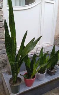 گل‌‌سانسوریا