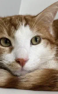 واگذاری گربه خانگی