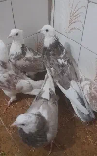 کبوترکتی سینه ای کله ای