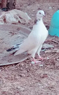 این دوتا کبوتر گم شده