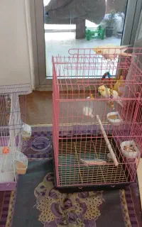 عروس هلندی