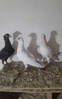 کبوتر زاغ،خالدم.دم سیاه.سرور