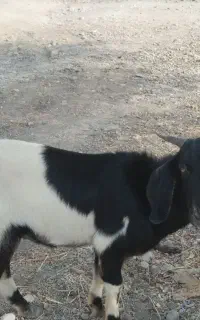 چپشت