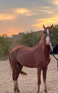 اسب