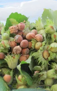 فروش نهال فندق انیس ترکیه