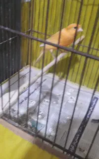 قناری  ماده آماده