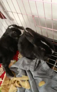 خرگوش های بامزه، قشنگ و خانگی