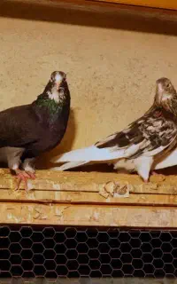 فروش گله کبوتر تایم بالا و نژاد خوب