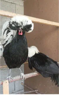 فروش یا معاوضه 4 تا مرغ و خروس لهستانی
