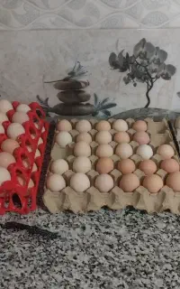 تخم مرغ محلی نطفه دار بشرط وتخم اردک خارجی