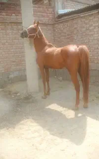اسب