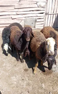 گوسفند
