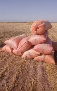 کاه