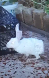 خرگوش برای فروش