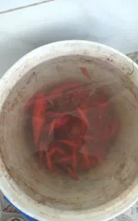 ماهی‌زینتی‌